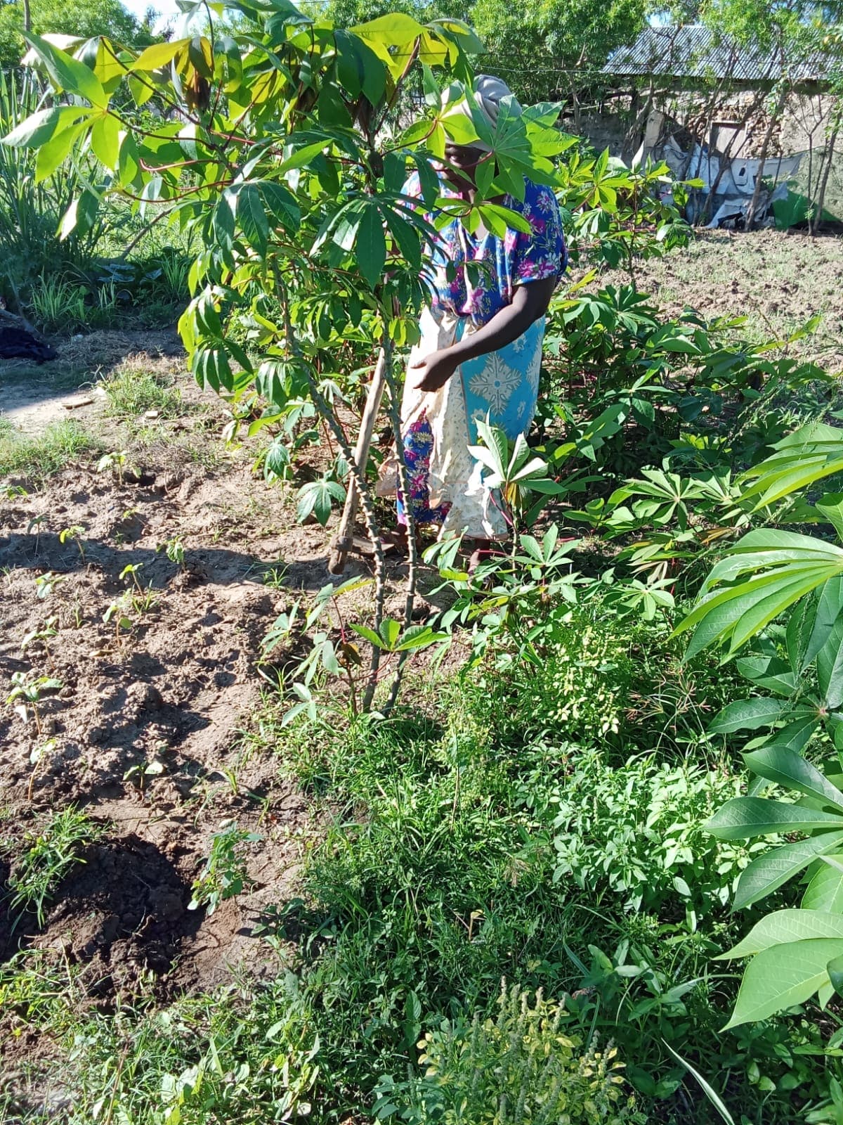 Tree planting